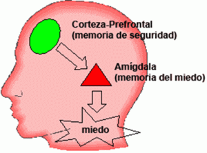 Amigdala 1