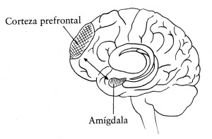 via-corteza-prefrontal-amc3adgdala